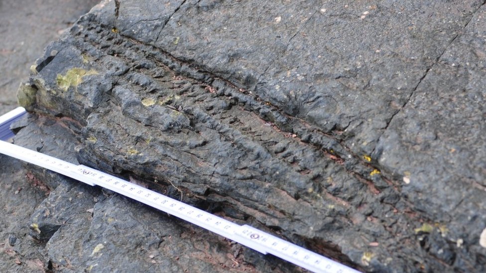 Detalji sa fosila oborenog debla