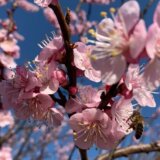 Srbija i voćarstvo: Mraz uništio rane cvetove 4