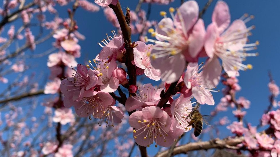 Srbija i voćarstvo: Mraz uništio rane cvetove 1 Rano cvetanje voća