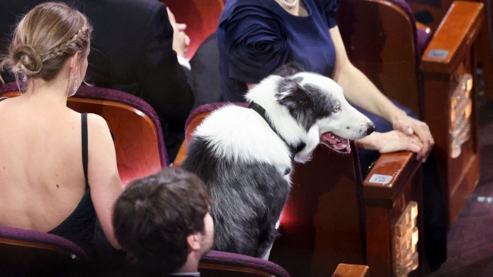 Messi the dog attends the Oscars