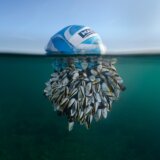 Fotografija i životinje: Seks žaba, „čupava" lopta u moru i Gospodin Fazan - čudesna priroda kroz objektiv 3