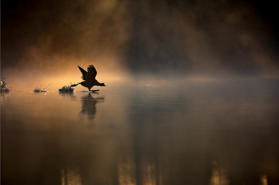 A coot running across a misty lake