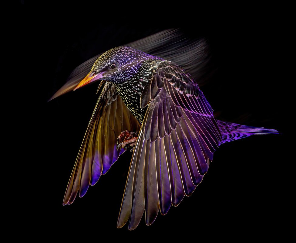 Common starling (Sturnus vulgaris) in flight