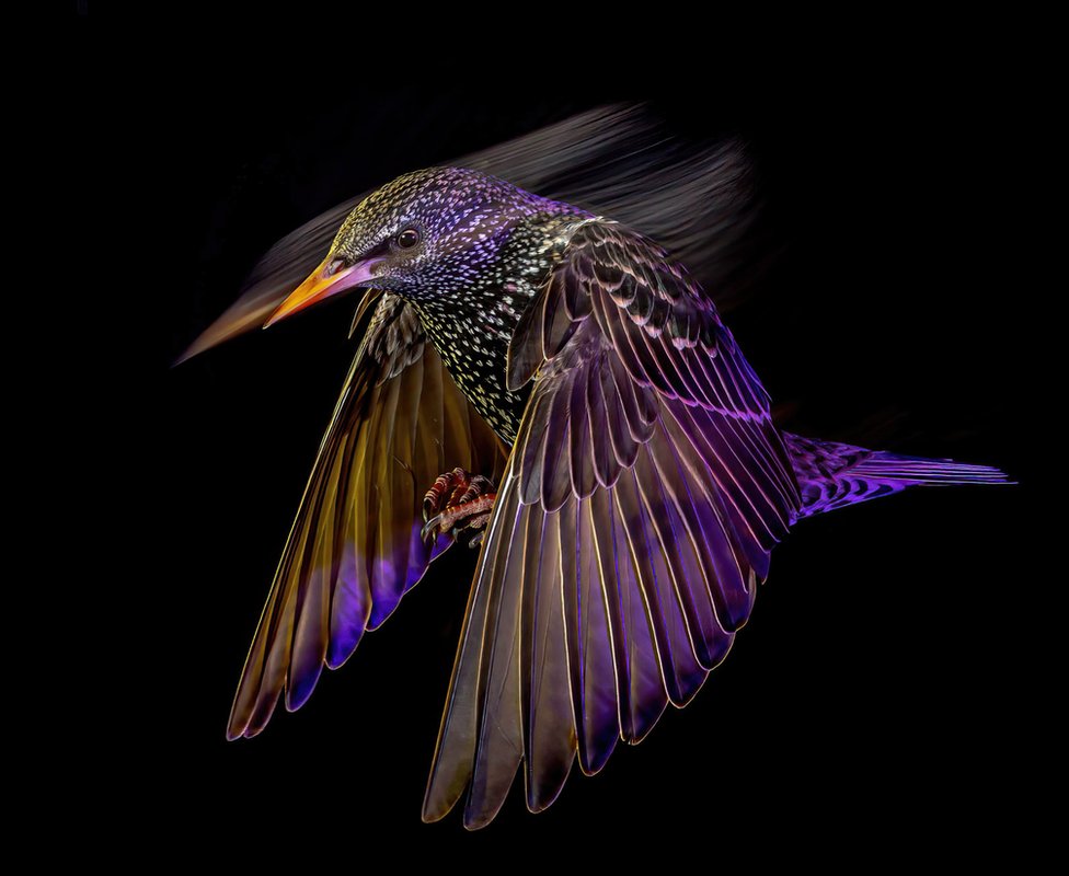 Fotografija i životinje: Seks žaba, „čupava" lopta u moru i Gospodin Fazan - čudesna priroda kroz objektiv 3 Common starling (Sturnus vulgaris) in flight