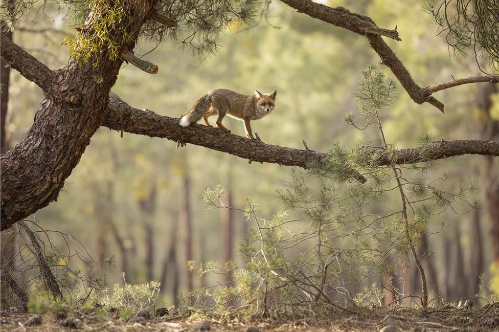 crvena lisica na grani