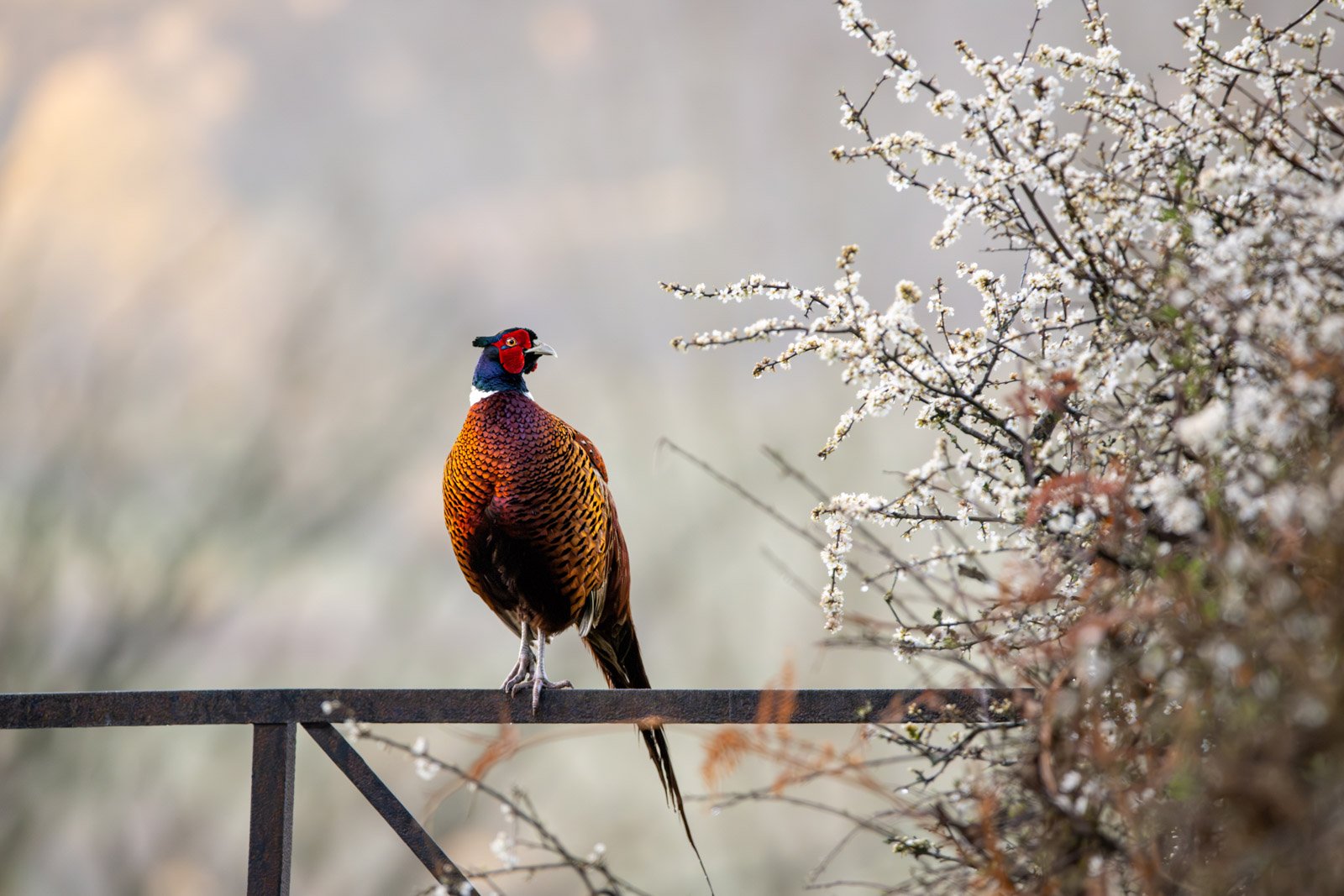 Fotografija i životinje: Seks žaba, „čupava" lopta u moru i Gospodin Fazan - čudesna priroda kroz objektiv 11 Pheasant (Phasianus colchicus) Mid Wales