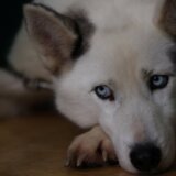 Hrvatska i životinje: Za napuštanje kućnog ljubimca godinu dana zatvora 4