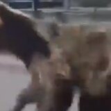 Životinje i incidenti: Dvoje ljudi povređeno u napadu medveda u Slovačkoj 6