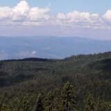 Svetski dan šuma: Bolest i čovek najveći neprijatelji zelenila u Srbiji 5