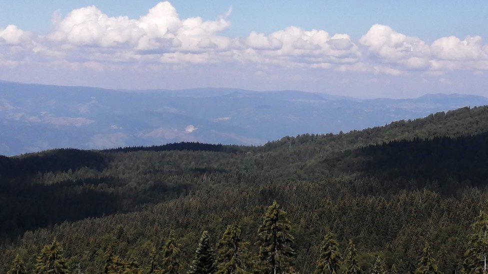 Svetski dan šuma: Bolest i čovek najveći neprijatelji zelenila u Srbiji 1 Smrčeva šuma Kopaonik