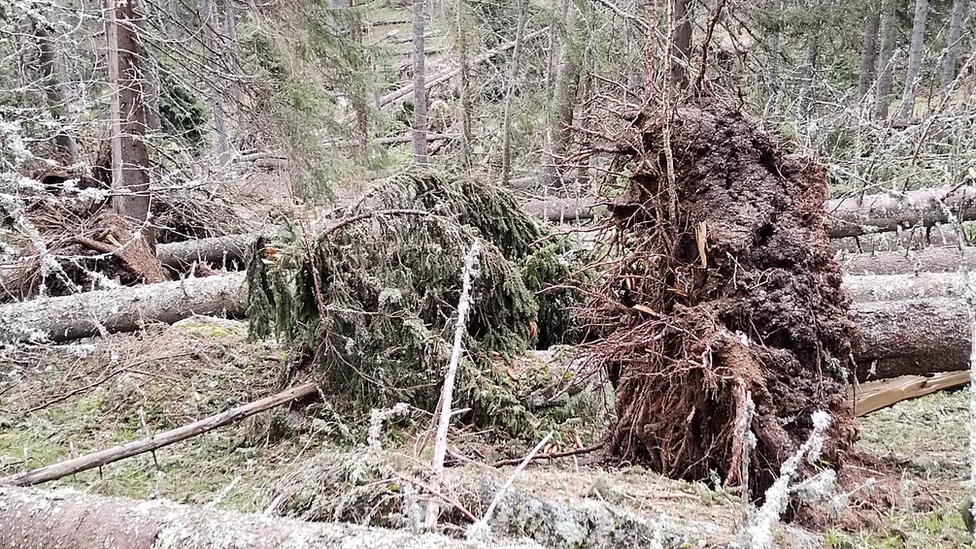 Svetski dan šuma: Bolest i čovek najveći neprijatelji zelenila u Srbiji 3 Oborena stabla Kopaonik