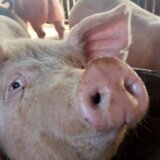 Hrvatska: Uzgoj svinja iz fotelje 6