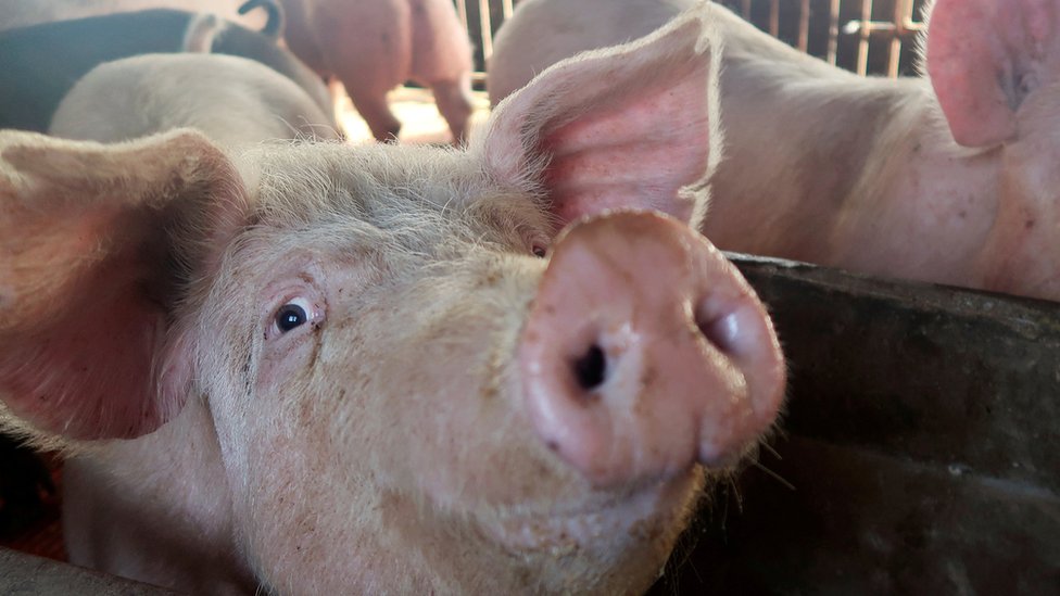 Hrvatska: Uzgoj svinja iz fotelje 1 Svinja