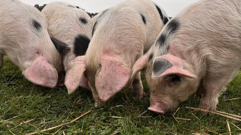 Hrvatska: Uzgoj svinja iz fotelje 2 Svinja