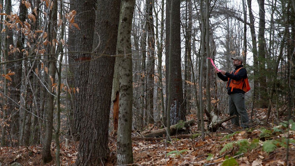 Svetski dan šuma: Bolest i čovek najveći neprijatelji zelenila u Srbiji 2 šuma
