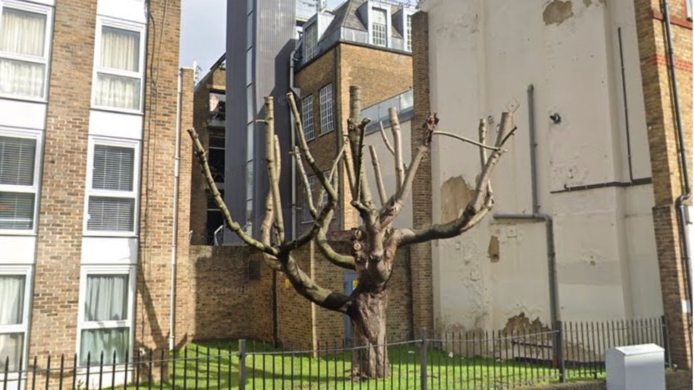 The wall and the tree earlier in March 2023