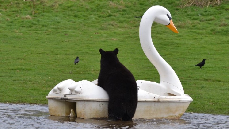 Životinje i zabava: Medvedi se vozili na pedalini u obliku labuda 2 Bear clambering on to pedalo in the shape of a white swan