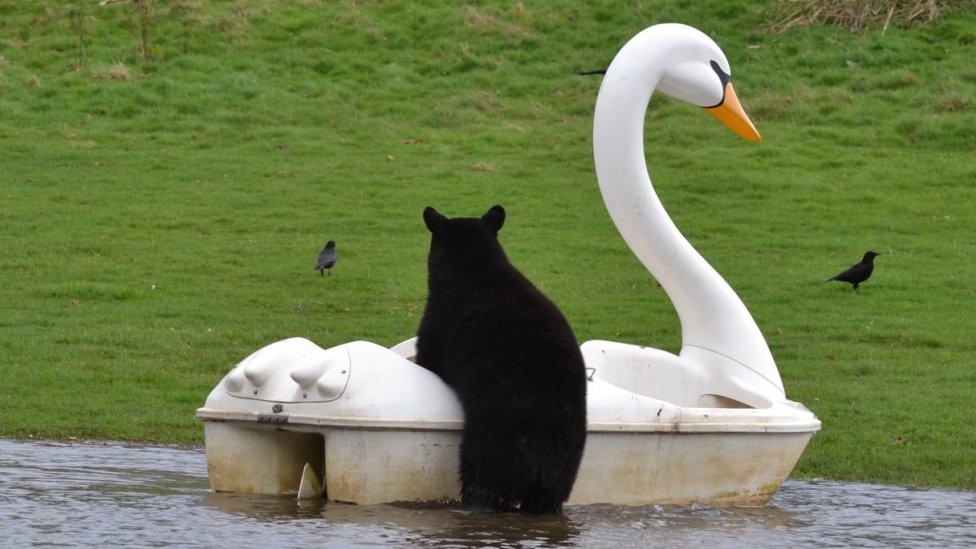 Bear clambering on to pedalo in the shape of a white swan