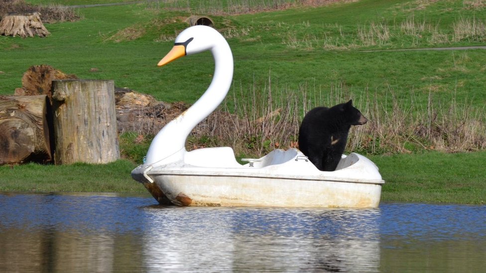 Black bear on a pedalo in the shape of a white swan