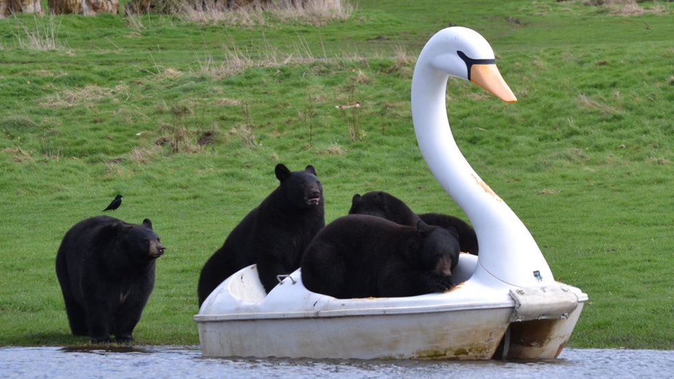 Životinje i zabava: Medvedi se vozili na pedalini u obliku labuda 4 Black bears crowd on to a pedalo in the shape of a white swan