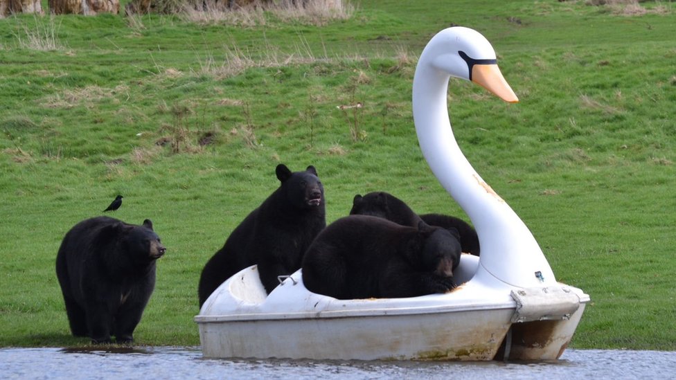 Black bears crowd on to a pedalo in the shape of a white swan