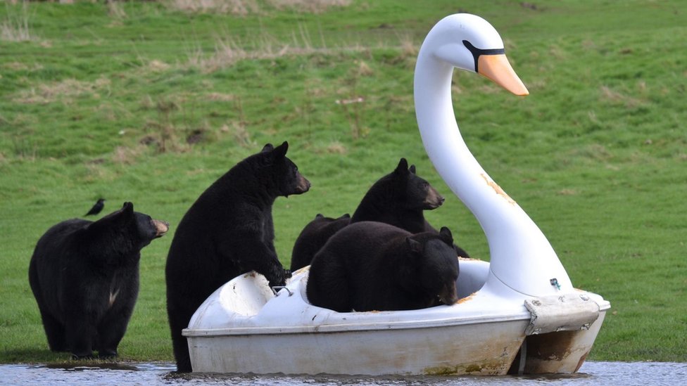 Životinje i zabava: Medvedi se vozili na pedalini u obliku labuda 1 Black bears crowd on to a pedalo in the shape of a white swan
