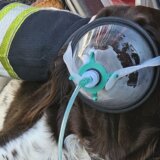 Životinje: Zagrebački vatrogasci nabavili maske za kiseonik za pse i mačke, kako ljubimce sačuvati od požara 6