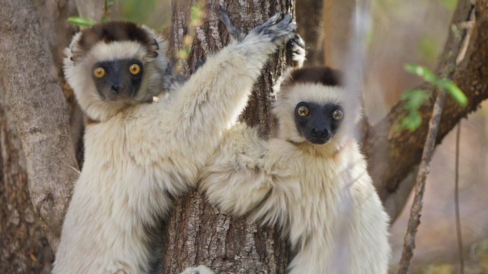 Životinje: Sisari se bore za život u novoj seriji Dejvida Atenboroa 2 Two white Sifaka lemurs hugging a large tree trunk in order to keep cool in Madagascar.