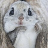 Životinje: Sisari se bore za život u novoj seriji Dejvida Atenboroa 5