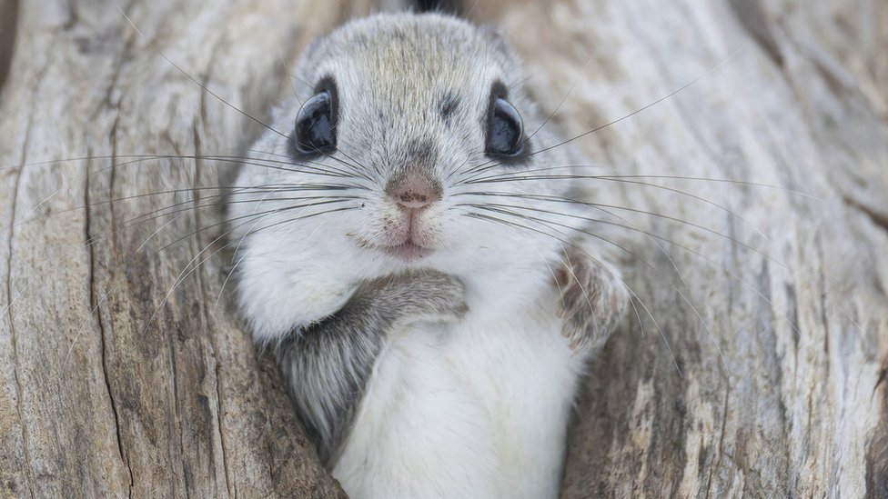 Životinje: Sisari se bore za život u novoj seriji Dejvida Atenboroa 1 Siberian flying squirrel makes use of a disused bird nest to keep warm in the winter.