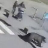 Životinje i incidenti: Ubijen medved koji je povredio petoro ljudi u Slovačkoj 4