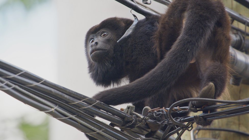 Životinje: Sisari se bore za život u novoj seriji Dejvida Atenboroa 4 Howler Monkey sits on electrical wires next to a post