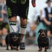 Životinje: Nemačka demantuje izveštaje o zabrani pasa jazavičara 12