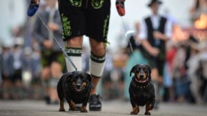 Životinje: Nemačka demantuje izveštaje o zabrani pasa jazavičara