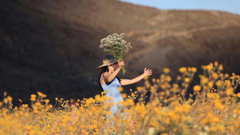 žena, polje, cveće, žena u polju