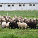 Leševi ovaca ostavljeni na deponiji u Gardinovcima: Firma "Eko-vet plus" koja treba da spaljuje životinjski otpad iz opštine Titel ne radi? 5