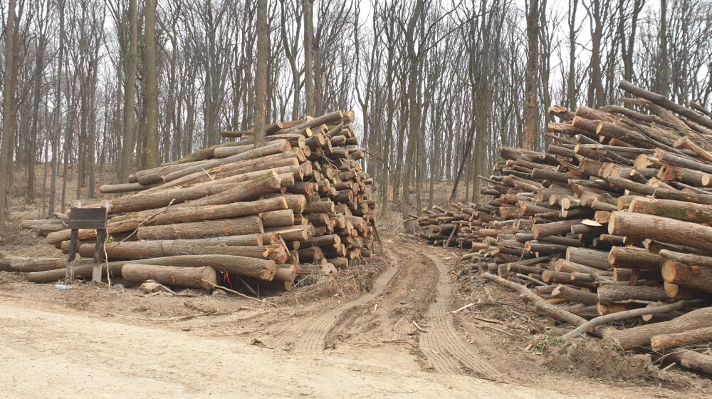 Fruška gora ostaje bez svojih najlepših predela: Nestručno urađene oplodne seče od šuma prave šikare na kojima neće biti ništa (VIDEO) 1