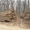 Ekološke organizacije traže moratorijum na 10 godina na seču šuma u Nacionalnom parku Fruška gora 9