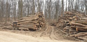 Ekološke organizacije traže moratorijum na 10 godina na seču šuma u Nacionalnom parku Fruška gora