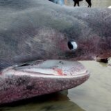 (FOTO) U Jadranu snimljena druga po veličini ajkula, prvi put od 2015. 8