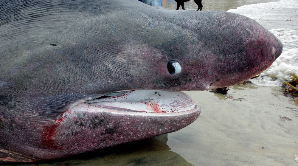 (FOTO) U Jadranu snimljena druga po veličini ajkula, prvi put od 2015. 1