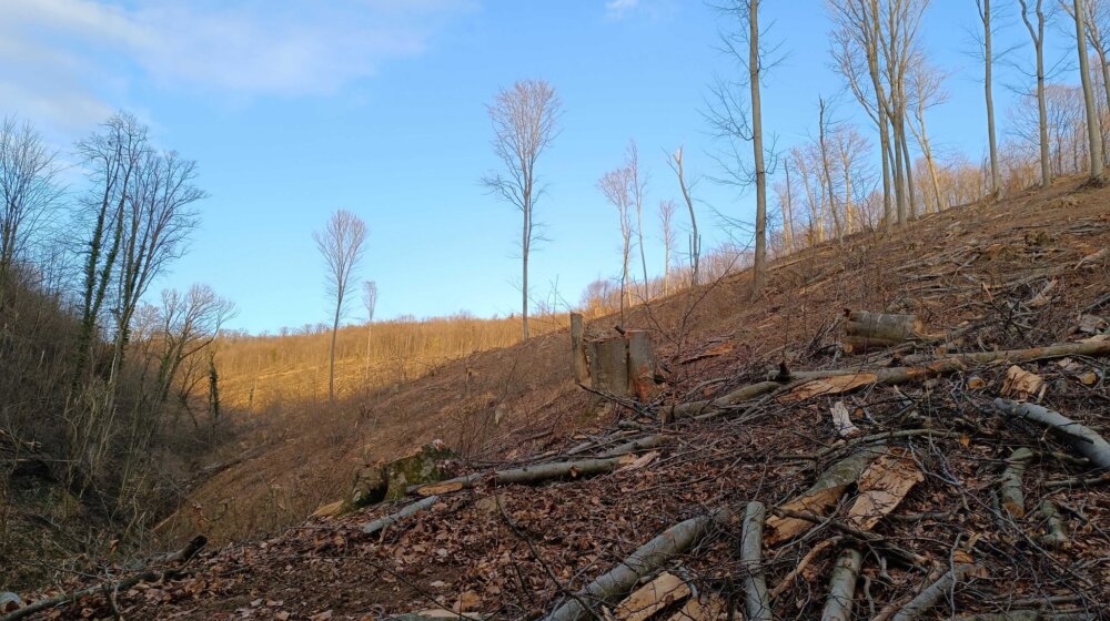 Nezakonita seča na Fruškoj gori: Pustošenje šume u vlasništvu Eparhije sremske kod manastira Jazak i Mala Remeta 1