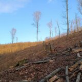Nezakonita seča na Fruškoj gori: Pustošenje šume u vlasništvu Eparhije sremske kod manastira Jazak i Mala Remeta 8