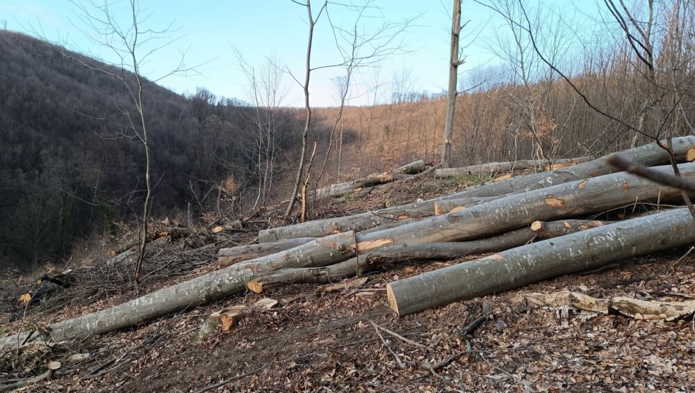 Nezakonita seča na Fruškoj gori: Pustošenje šume u vlasništvu Eparhije sremske kod manastira Jazak i Mala Remeta 2