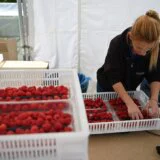 Srbija gubi evropsko tržište: Šta utiče na cenu malina i koliko za kilogram traže proizvođači, a koliko nude hladnjačari? 9