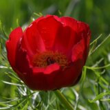 Ugrožene vrste biljaka u Srbiji: Ako ih berete i prodajte, moraćete da platite kaznu, a možda završite i u zatvoru 12