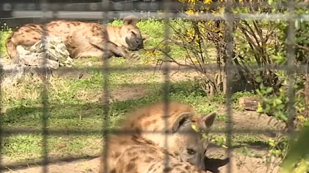 Dve ženke pegavih hijena nove stanovnice Zoo vrta na Paliću 1