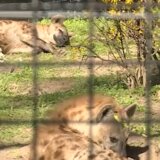 Dve ženke pegavih hijena nove stanovnice Zoo vrta na Paliću 6