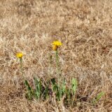 Meteorološkinja za Danas o najvećim klimatskim rizicima za Srbiju: Koliko brzo se klima menja i šta nas tek čeka? 1