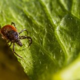 Klimatske promene razlog što krpelja ima cele godine: Da li su kućni ljubimci, ljudi i deca u opasnosti? 11